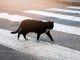 Stopping if a cat crosses your path is not just a superstition, know the scientific reason