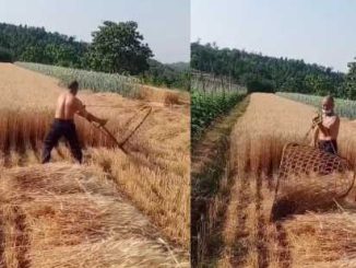The whole field of wheat was easily cut, the machine also failed in front of this jugaad..you also see