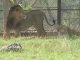 Initiative to save Asiatic lions in Rajasthan, pairs of lions kept as pairs