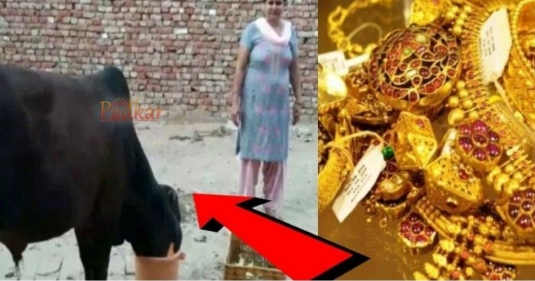 The bull ate 4 tola gold of the woman, then you will be surprised to see something like this…