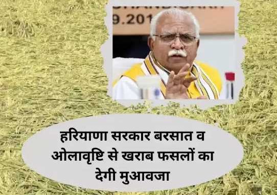 Haryana government gave a big gift to farmers, compensation will be given for crops damaged due to rain and hail