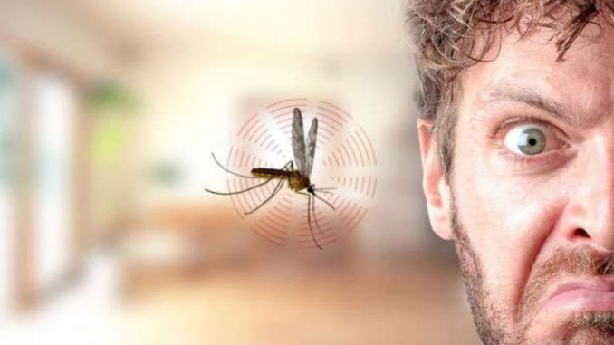 Mosquitoes start buzzing, singing in the ears? Do these measures to sleep peacefully