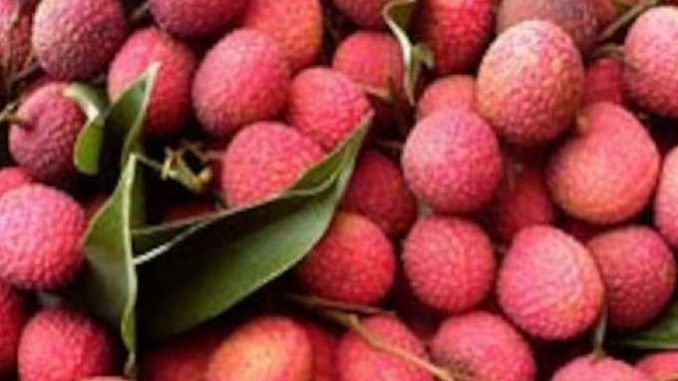 Good news for the farmers of Bihar! Now Shahi Litchi of Muzaffarpur will be sold in UAE