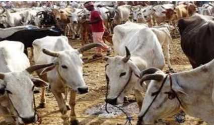 Government is giving loan of so many lakh rupees to buy cow buffalo, know how to apply