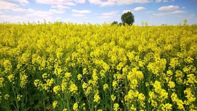 Mustard prices skyrocket in Haryana, farmers lose Rs 3000 per quintal