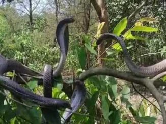 Have you seen so many snakes on a tree that you cannot count them? people trembling at the sight of