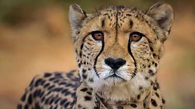 More cheetahs will die, South African expert rang the alarm