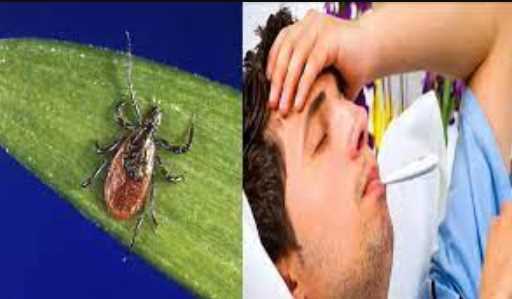 Another danger knocks on the world! Now Powassan virus became killer, person died due to tick bite, also know symptoms and prevention