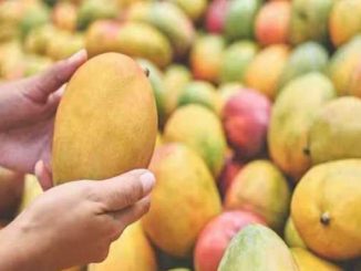 These 5 tips will help you to identify chemically ripened mangoes, learn here