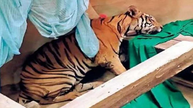 Tiger entered the house in Champaran, stayed in the room with two girls for two hours, know what happened...