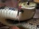 A snake created a stir in 16000 houses! Why are people shocked?