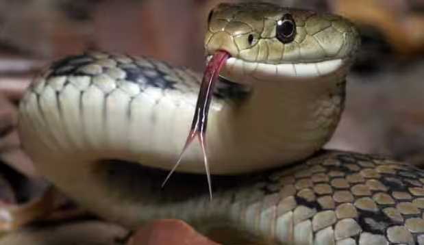 A snake created a stir in 16000 houses! Why are people shocked?