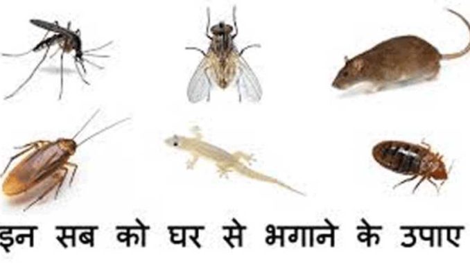 If you are troubled by ants, cockroaches and rats in the house, then do these home remedies
