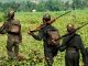 Encounter between security forces and Naxalites in Chhattisgarh, 2 soldiers of Cobra Battalion injured; search operation continues