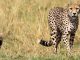 Another bad news from Kuno National Park, death of cub of female cheetah Jwala