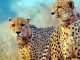 Meeting with female to increase family, violent cheetahs took Daksha's life in love