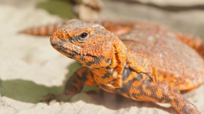 Viagra ban, Pakistanis are using lizard to increase masculinity! doing weird tricks