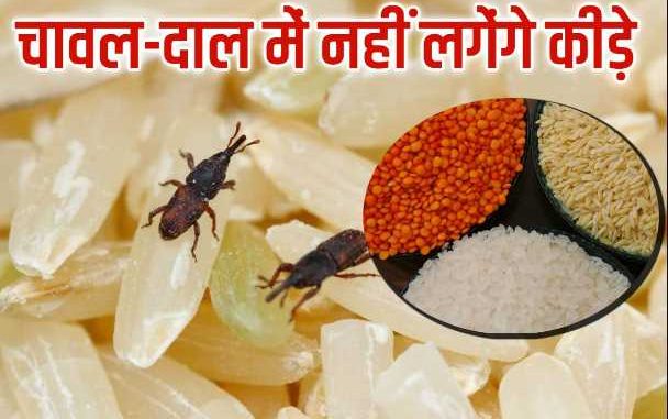 Insects get involved in rice and pulses, apply these 4 tricks while storing them, they will be used tension free for years