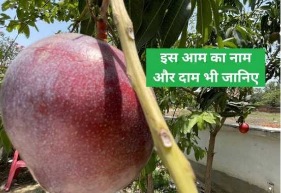 Amazing: The world's most expensive mango grown at this place in India, price will blow your mind