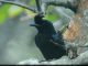 This beautiful bird mimicking more than 50 birds seen in Meerut