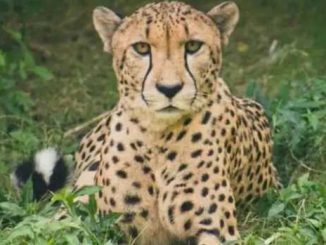 Female cheetah Asha came out of Kuno National Park, breathlessness of forest department employees