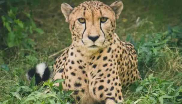 Female cheetah Asha came out of Kuno National Park, breathlessness of forest department employees