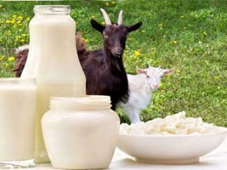 Goat Milk: Goat's milk is more powerful than cow-buffalo, it is the enemy of these 5 diseases