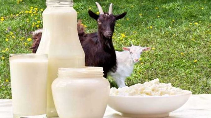 Goat Milk: Goat's milk is more powerful than cow-buffalo, it is the enemy of these 5 diseases