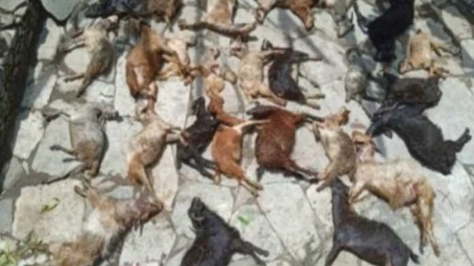 Guldar created terror in this village of Uttarakhand, killed 36 goats in a single night