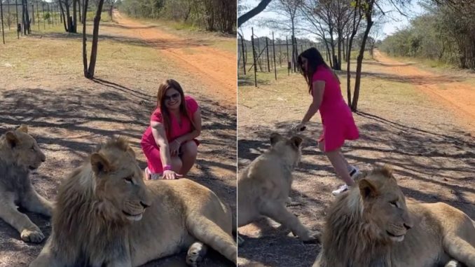 The woman made the mistake of touching Babbar lion in front of the ferocious lioness, the soul will tremble to see what happened next