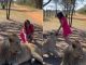 The woman made the mistake of touching Babbar lion in front of the ferocious lioness, the soul will tremble to see what happened next