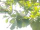 Rare 'white crow' seen in Tamil Nadu, claims astrology - can be bad omen for India