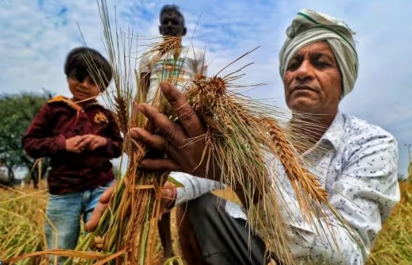MP News: Payment of Prime Minister's crop insurance amount to farmers this month, farmers of this district will get maximum amount