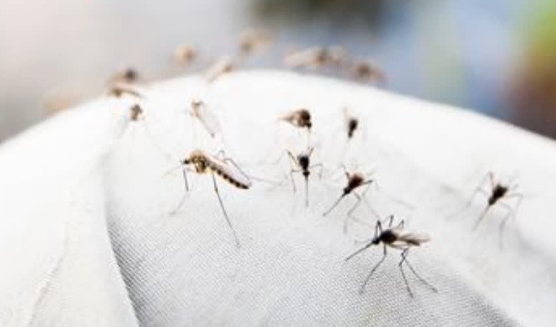 Why do mosquitoes bite some less and some more? Know the special reason