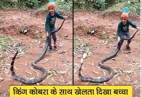 6-year-old boy caught king cobra like a toy, see what happened in the video