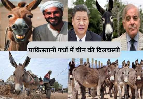 Why is China so desperate for Pakistani donkeys?