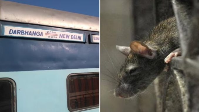 Sampark Kranti train had to be stopped because of a rat, you will be surprised to know
