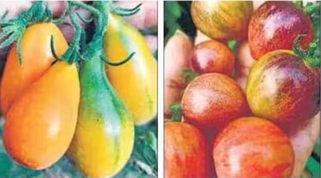 Tomatoes costing thousand rupees per kg in Bihar, what is the specialty?