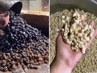 Cashews must be eaten with great fervor, but how are they prepared in the factory? 60 million people broke down to watch the video