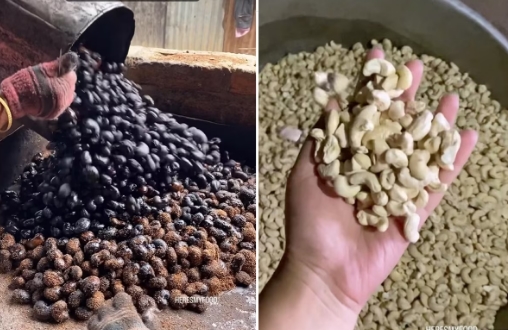 Cashews must be eaten with great fervor, but how are they prepared in the factory? 60 million people broke down to watch the video