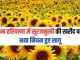 New rule applicable on purchase of sunflower in Haryana, farmers will be benefited
