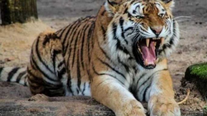 Big crisis looms over Uttarakhand's reserve forest, 12 tiger deaths since January