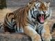 Big crisis looms over Uttarakhand's reserve forest, 12 tiger deaths since January