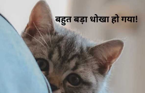 Brought it home thinking it was a kitten, got cheated..the forest department team reached on time! Otherwise....