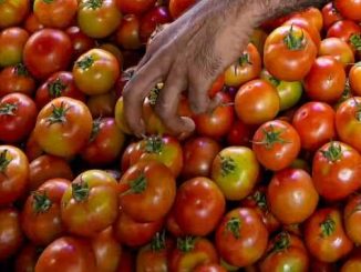 Entry of Chinese tomato in Indian market, smuggling from Nepal