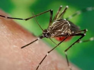 The threat of dengue is hovering across the country, know its symptoms and tips to keep children safe from dengue mosquitoes