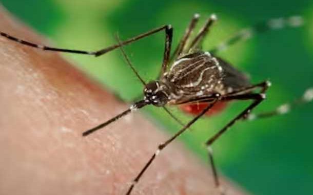 The threat of dengue is hovering across the country, know its symptoms and tips to keep children safe from dengue mosquitoes