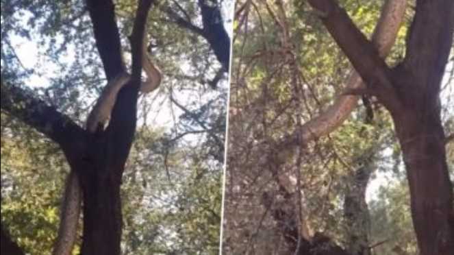 Giant Anaconda seen in the forest of Madhya Pradesh, seeing the shape of the snake, the ground will slip under your feet