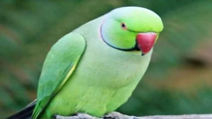 Pet parrot missing in Madhya Pradesh, owner puts up posters across the city, announces reward