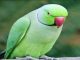 Pet parrot missing in Madhya Pradesh, owner puts up posters across the city, announces reward